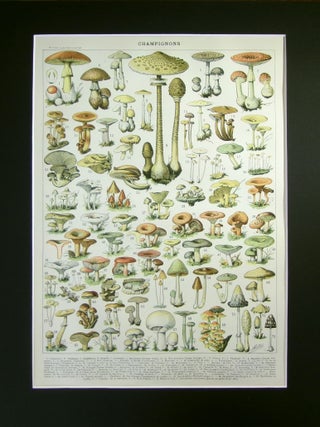 Item #14200 Mushrooms - Champignons 11"x14"