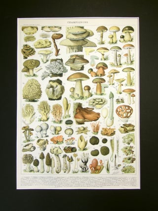 Item #14201 Mushrooms - Champignons 11"x14"